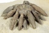 2.4" Jurassic Club Urchin (Caenocidaris) - Boulmane, Morocco - #194856-2